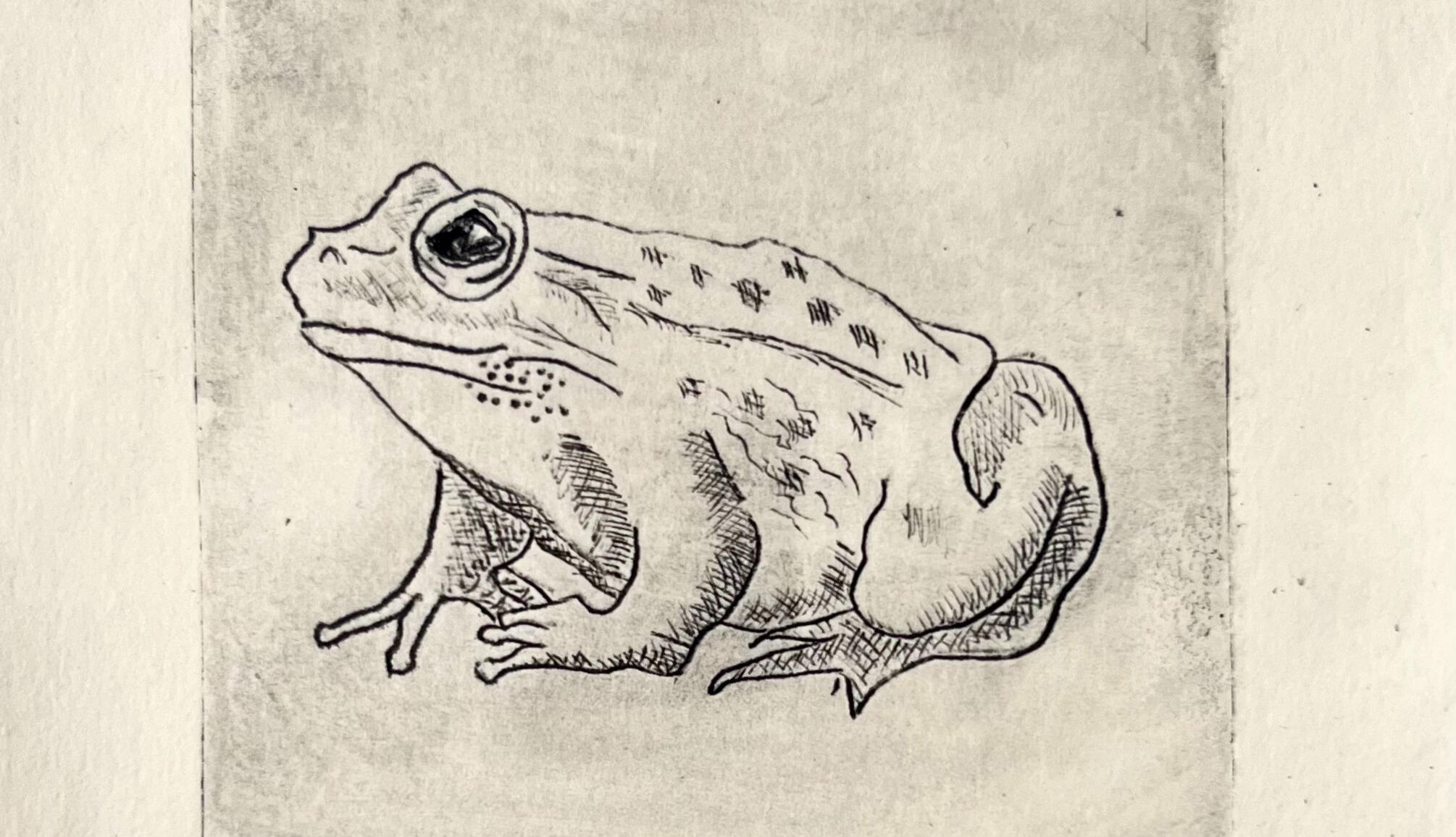 "Ribbit" 2025, dry etching ink on paper